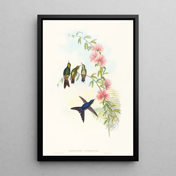 Ramphomicron microrhyncha - John Gould — framed artwork on a wall
