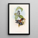 Eurylaime à dos rouge - John Gould — framed artwork on a wall