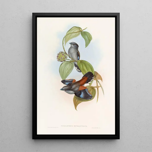 Eurylaime à dos rouge - John Gould — framed artwork on a wall