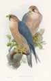 Red-necked Falcon - John Gould — artwork view