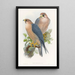 Red-necked Falcon - John Gould — framed artwork on a wall