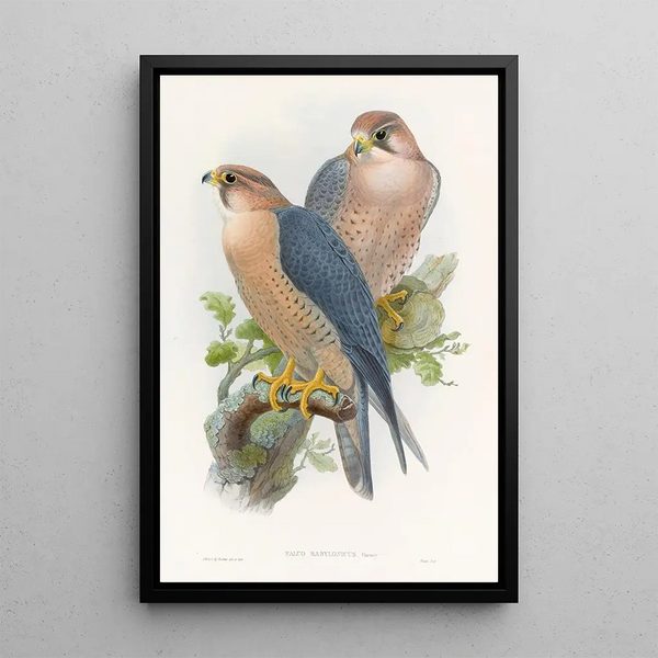 Red-necked Falcon - John Gould — framed artwork on a wall