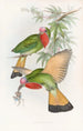 Nyctiornis à gorge rouge - John Gould — artwork view