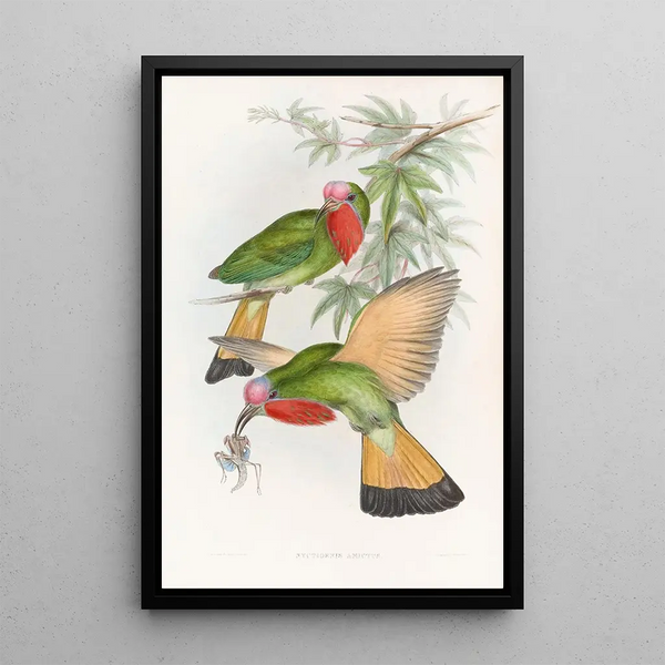 Nyctiornis à gorge rouge - John Gould — framed artwork on a wall