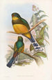 Trogon de Reinwardt - John Gould — artwork view