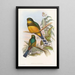 Trogon de Reinwardt - John Gould — framed artwork on a wall