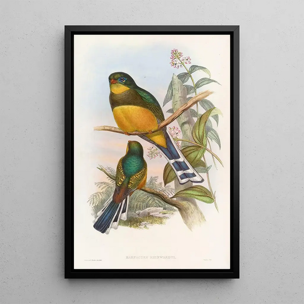 Trogon de Reinwardt - John Gould — framed artwork on a wall