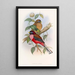 Trogon à poitrine rose - John Gould — framed artwork on a wall
