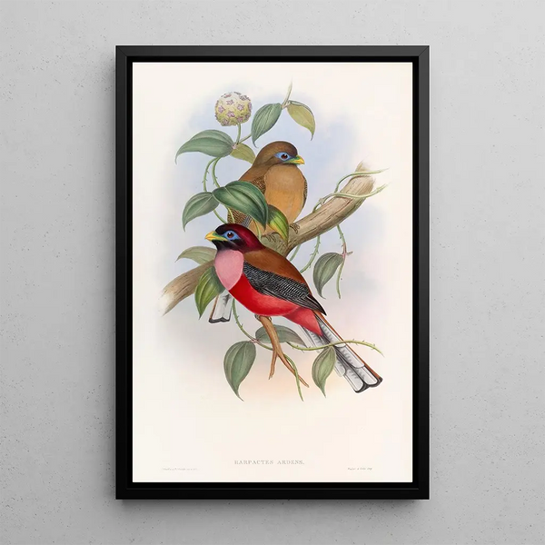 Trogon à poitrine rose - John Gould — framed artwork on a wall