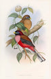 Trogon à poitrine rose - John Gould — artwork view