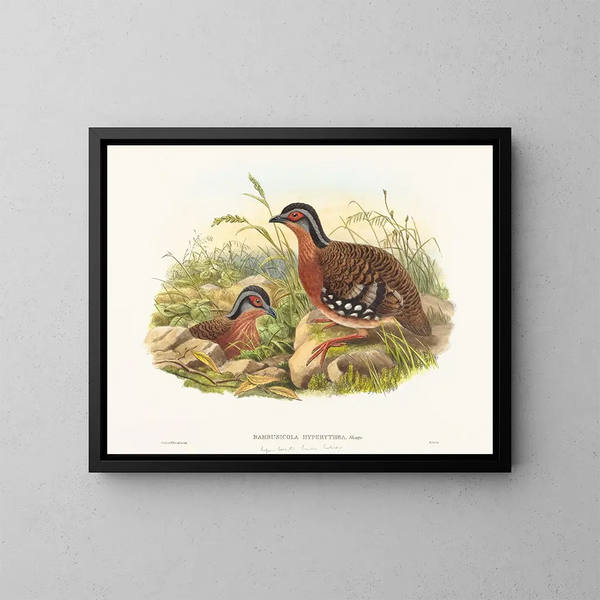 Perdrix de bambou à poitrine rousse - John Gould — framed artwork on a wall