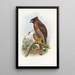 Spilornis à poitrine rousse - John Gould — framed artwork on a wall