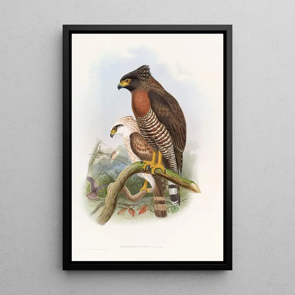 Spilornis à poitrine rousse - John Gould — framed artwork on a wall