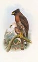 Spilornis à poitrine rousse - John Gould — artwork view