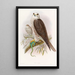 Falcon Sacred - John Gould — framed artwork on a wall