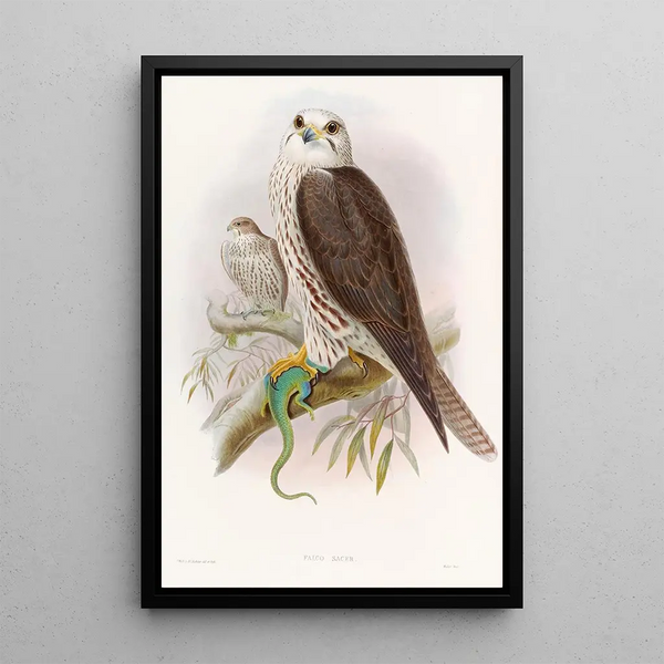 Falcon Sacred - John Gould — framed artwork on a wall