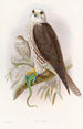 Falcon Sacred - John Gould — artwork view