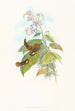Selashorus scintilla - John Gould — artwork view