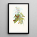 Selashorus scintilla - John Gould — framed artwork on a wall