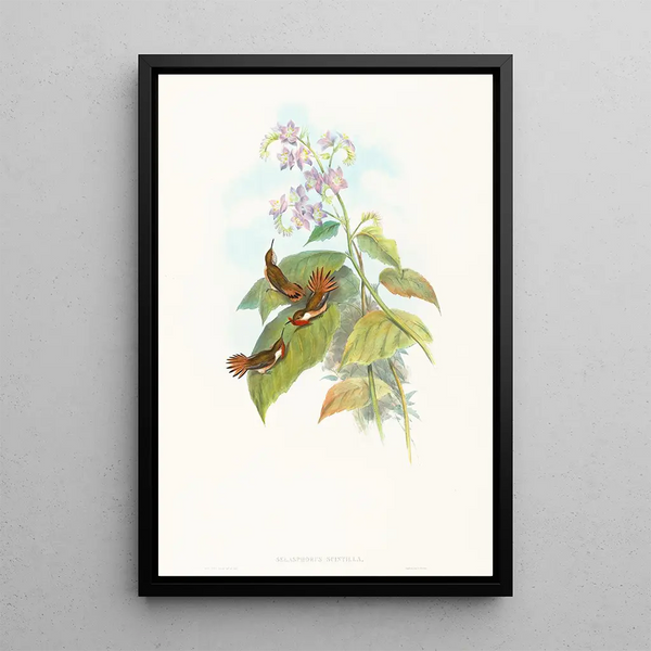 Selashorus scintilla - John Gould — framed artwork on a wall