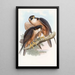 Faucon Shaheen - John Gould — framed artwork on a wall