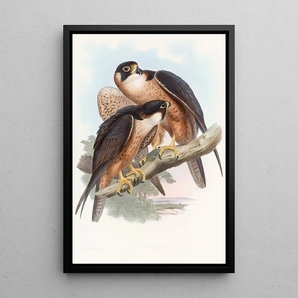 Faucon Shaheen - John Gould — framed artwork on a wall