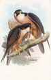 Faucon Shaheen - John Gould — artwork view