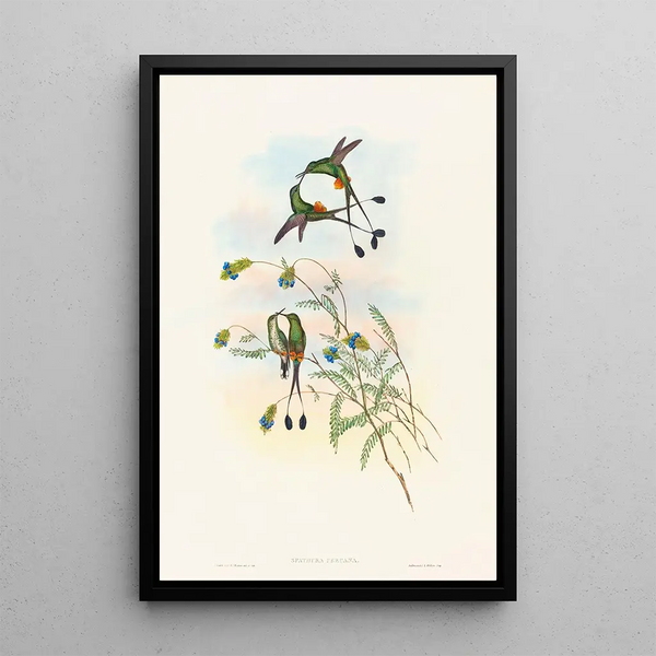 Peruvian Spathura Painting - John Gould — framed artwork on a wall
