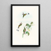 Spathura with Reddish Legs - John Gould — framed artwork on a wall