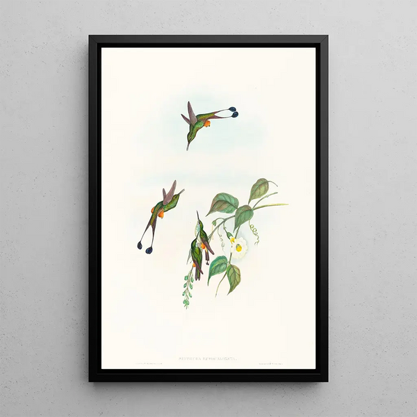 Spathura with Reddish Legs - John Gould — framed artwork on a wall