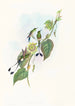 Spathura d'Underwood - John Gould — artwork view