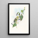 Spathura d'Underwood - John Gould — framed artwork on a wall