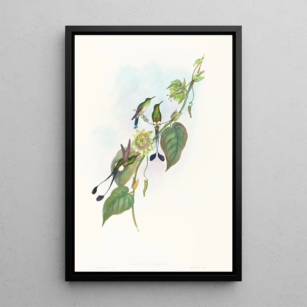 Spathura d'Underwood - John Gould — framed artwork on a wall