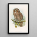 Owl-spotted Chouette painting - John Gould — framed artwork on a wall