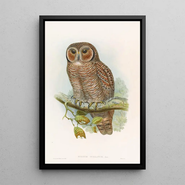 Owl-spotted Chouette painting - John Gould — framed artwork on a wall
