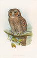 Owl-spotted Chouette painting - John Gould — artwork view