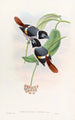 Broadbill de Steere - John Gould — artwork view