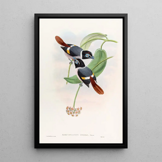 John Gould - Steeres Broadbill.webp