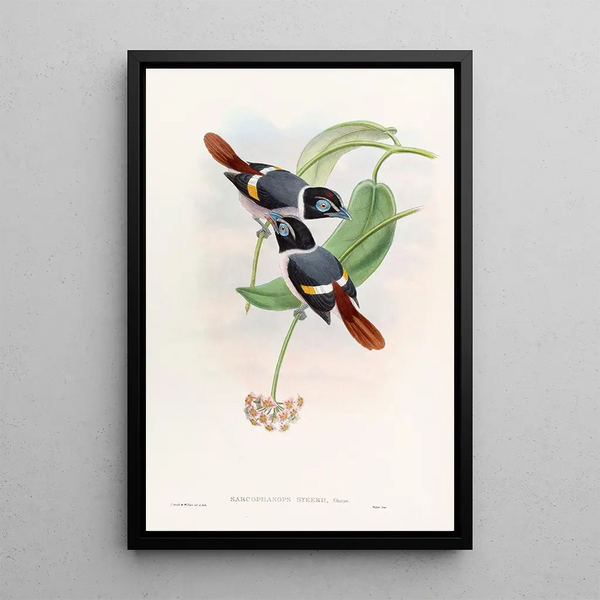 Broadbill de Steere - John Gould — framed artwork on a wall
