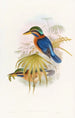Sumatra Kingfisher Painting - John Gould — artwork view