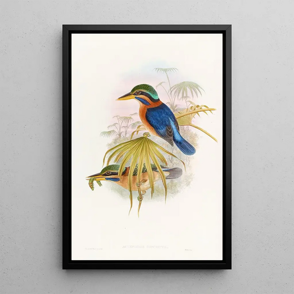 Sumatra Kingfisher Painting - John Gould — framed artwork on a wall