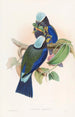 Rollier de Temminck - John Gould — artwork view