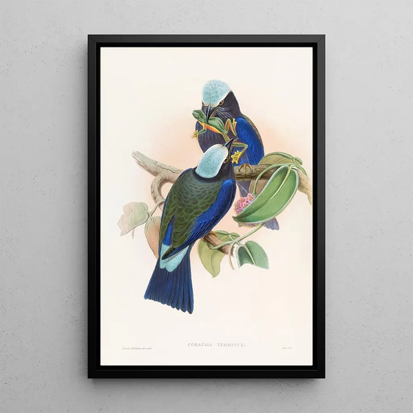 Rollier de Temminck - John Gould — framed artwork on a wall