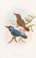 Martin-pêcheur de Tenasserim - John Gould — artwork view