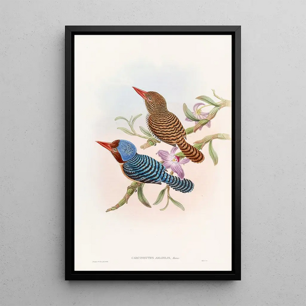 Martin-pêcheur de Tenasserim - John Gould — framed artwork on a wall