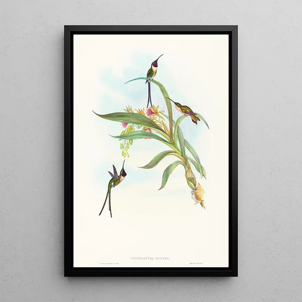 Tharmastura enicura - John Gould — framed artwork on a wall