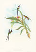 Tharmastura enicura - John Gould — artwork view