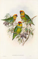 Les Oiseaux de Nouvelle-Guinée et des îles Papoues adjacentes Pl01 - John Gould — artwork view