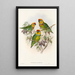 Les Oiseaux de Nouvelle-Guinée et des îles Papoues adjacentes Pl01 - John Gould — framed artwork on a wall