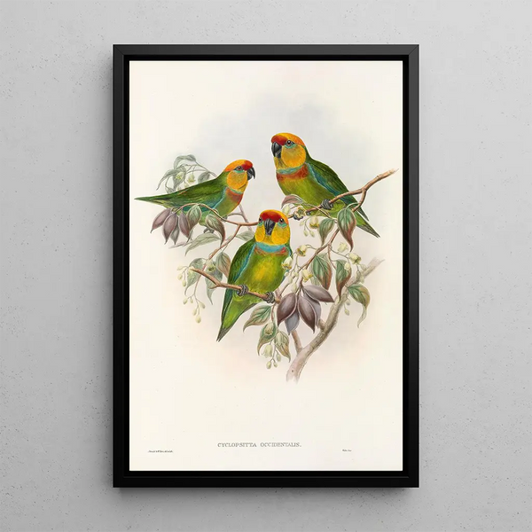 Les Oiseaux de Nouvelle-Guinée et des îles Papoues adjacentes Pl01 - John Gould — framed artwork on a wall
